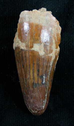 Large Cretaceous Fossil Crocodile Tooth - Morocco #9239